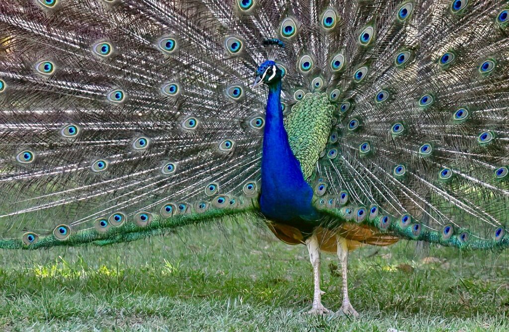 Pavao-indiano_macho_pavao-azul_Indian_Peacock_male_52904543424