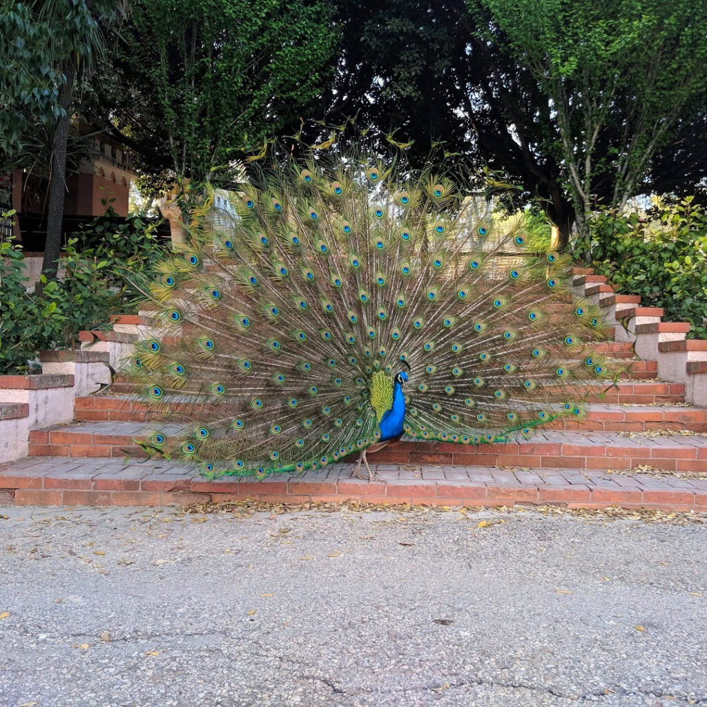 Lisbon in August: 8 Incredible Things To Do 8 lisbon zoo