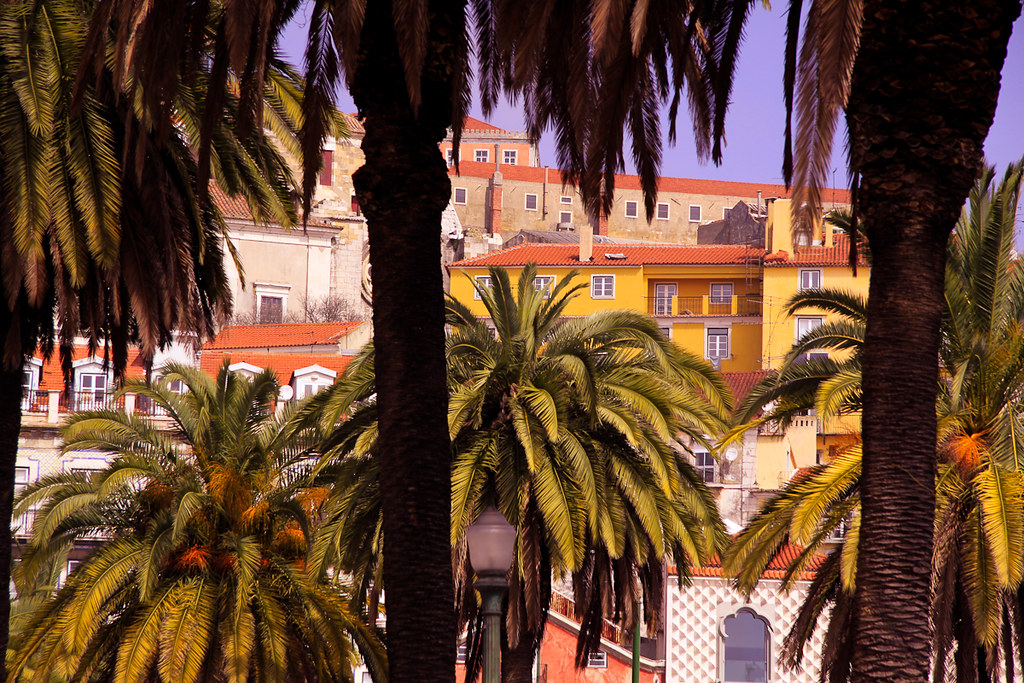 Lisbon Palms in Spring