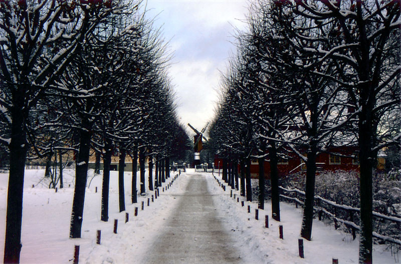 Trees Lisbon Winter