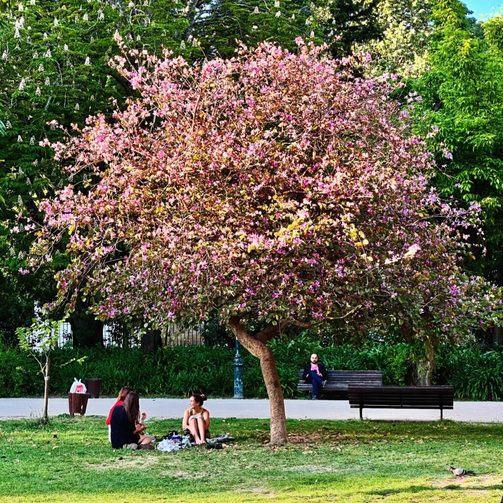 Enjoy Lisbon’s Floral Display