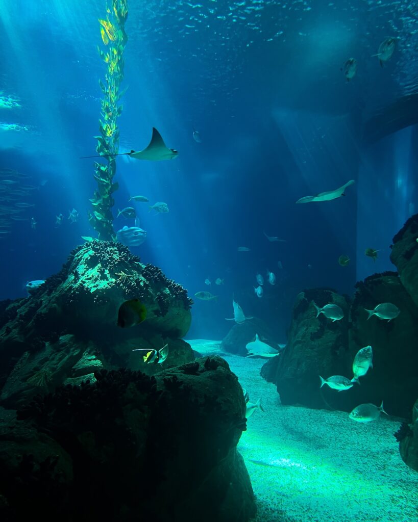 lisbon oceanarium