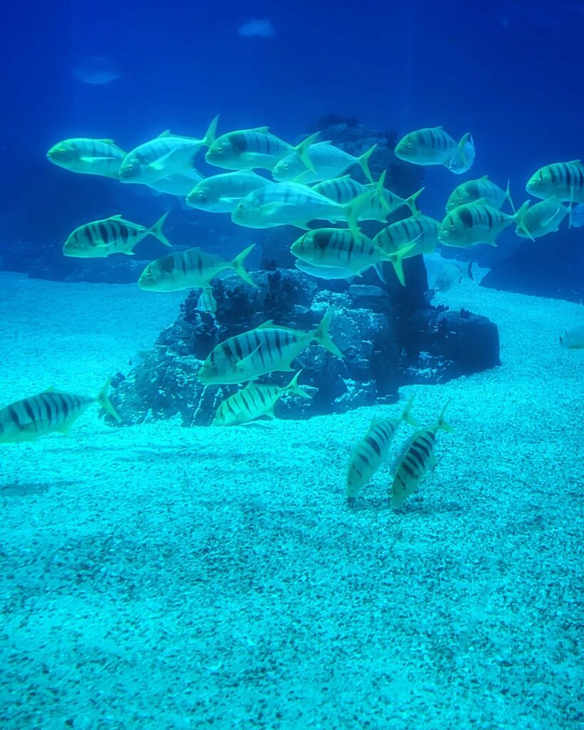 Lisbon Oceanarium