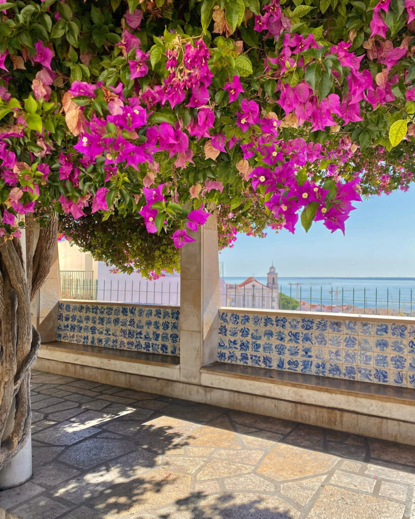 Alfama in Lisbon: A Tourist Guide 4 Bright pink bougainvillea flowers framing a scenic Lisbon coastal view.